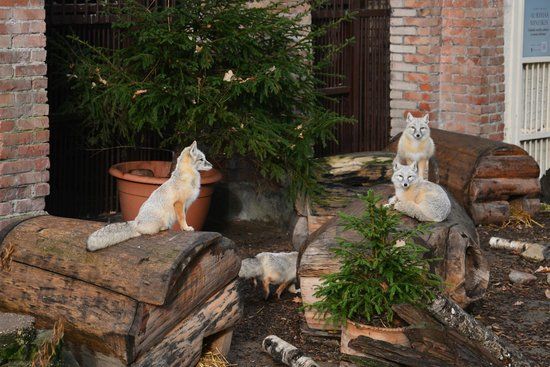 Dierentuin van Litouwen